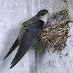 Chimney Swifts