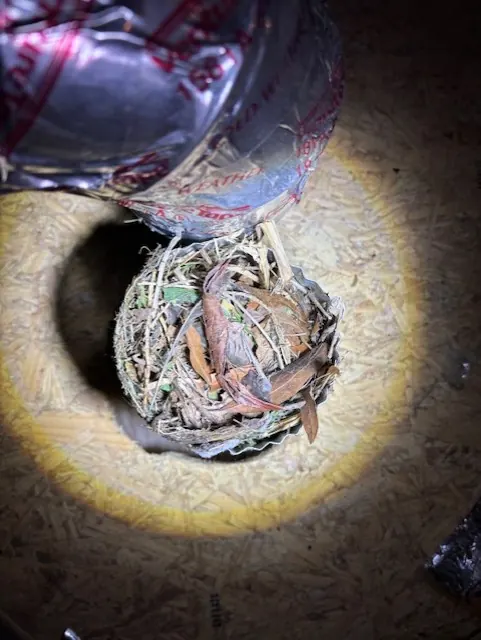 Nest removed from a dryer vent before a guard was installed